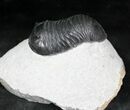 Exceptionally Preserved Wenndorfia Trilobite - #26598-4